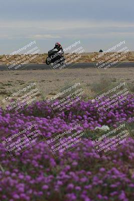 media/Jan-14-2023-SoCal Trackdays (Sat) [[497694156f]]/Turn 14 Exit Bloomig (145pm)/